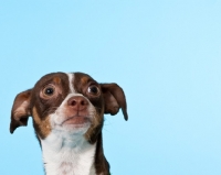 Picture of chihuahua on blue background, portrait