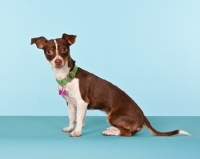 Picture of chihuahua on blue background