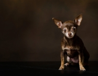 Picture of chihuahua on brown background