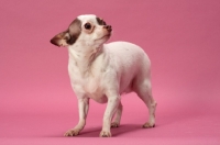 Picture of Chihuahua on pink background