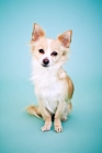 Picture of Chihuahua on teal