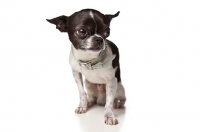 Picture of Chihuahua on white background