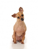 Picture of Chihuahua on white background