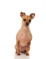 Picture of Chihuahua on white background