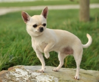 Picture of Chihuahua, one leg up