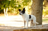 Picture of Chihuahua out of doors