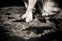 Picture of Chihuahua paws on sidewalk