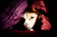Picture of Chihuahua peaking out from under blanket
