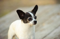 Picture of Chihuahua portrait