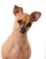 Picture of Chihuahua portrait