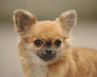 Picture of Chihuahua portrait