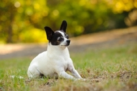Picture of Chihuahua posing at park. 