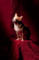 Picture of Chihuahua posing in studio