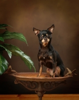 Picture of Chihuahua posing