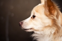 Picture of Chihuahua profile