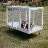Picture of chihuahua puppies in an enclosure