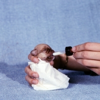 Picture of chihuahua puppy being fed with a dropper