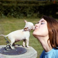Picture of chihuahua puppy licking ladies face
