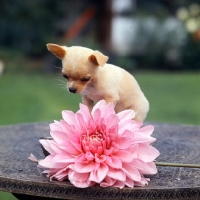 Picture of chihuahua puppy looking at a dahlia