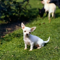 Picture of chihuahua puppy looking pathetic