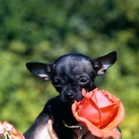 Picture of chihuahua puppy near a rose