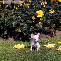 Picture of chihuahua puppy sitting by roses on grass
