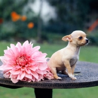 Picture of chihuahua puppy sitting near a dahlia