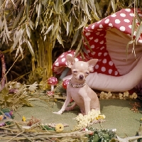 Picture of chihuahua puppy sitting with imitation toadstools