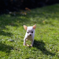 Picture of chihuahua puppy walking towards camera