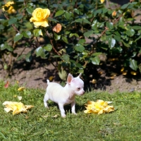 Picture of chihuahua puppy with flowers