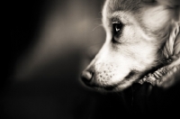 Picture of Chihuahua resting head on pillow