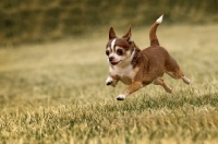 Picture of Chihuahua running on grass