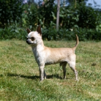 Picture of chihuahua side view