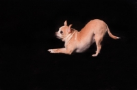 Picture of Chihuahua, side view