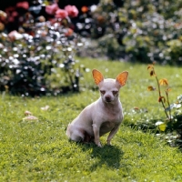 Picture of chihuahua sitting in a rose garden with eyes closed
