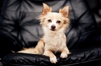 Picture of Chihuahua sitting on black chair