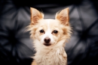 Picture of Chihuahua sitting on black chair