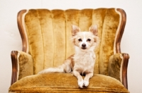 Picture of Chihuahua sitting on fancy chair