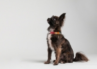 Picture of Chihuahua sitting on gray studio background, looking up.