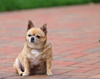 Picture of Chihuahua sitting on pavement