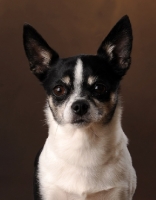 Picture of Chihuahua (smooth) looking at camera