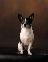 Picture of Chihuahua (smooth) looking at camera