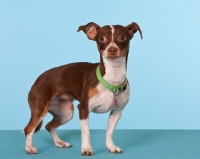Picture of chihuahua standing on blue background