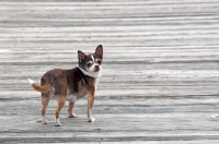 Picture of Chihuahua standing on decking