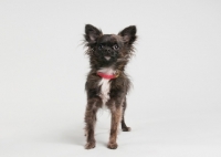 Picture of Chihuahua standing on gray studio background.