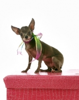 Picture of Chihuahua standing on red box