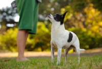Picture of Chihuahua standing with boy's legs in the background. 