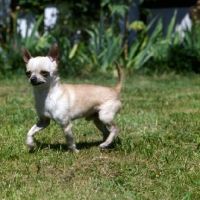 Picture of chihuahua trotting in a jaunty manner