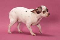 Picture of Chihuahua walking on pink background