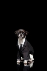Picture of chihuahua wearing a tuxedo